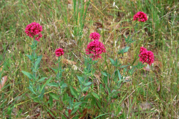Zdjęcie z Australii - Australijska flora