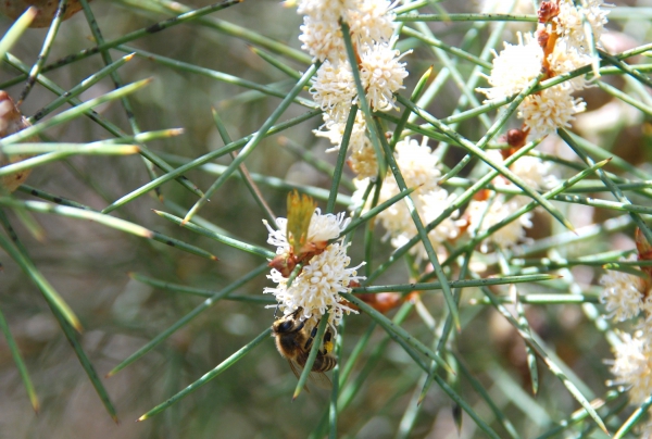 Zdjęcie z Australii - Fauna i flora