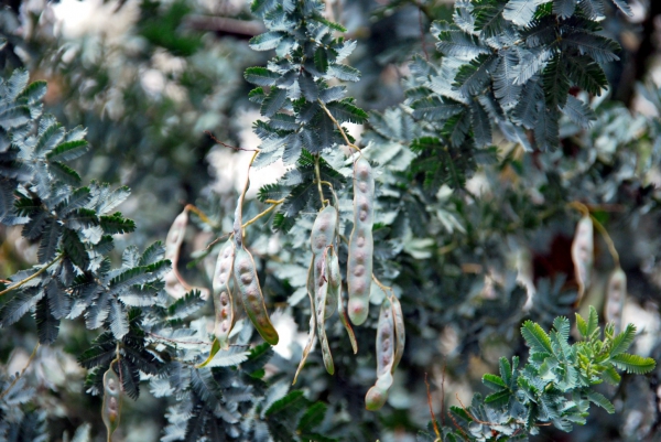 Zdjęcie z Australii - Australijska flora