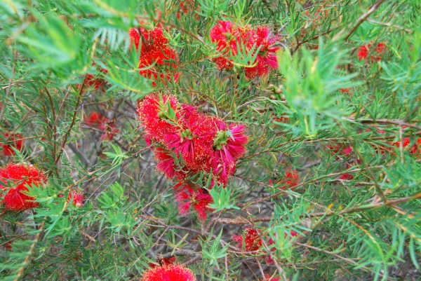 Zdjęcie z Australii - Australijska flora