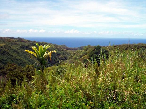 Zdjęcie ze Stanów Zjednoczonych - oahu, objazdowka