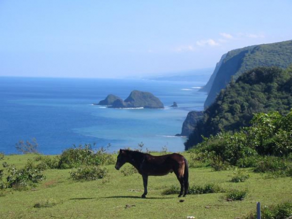 Zdjęcie ze Stanów Zjednoczonych - objazdowka po oahu