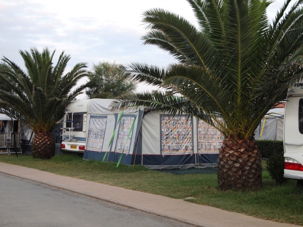 Zdjęcie z Hiszpanii - pod palemką