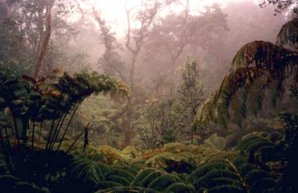 Zdjęcie ze Stanów Zjednoczonych - wyspa maui, dzungla