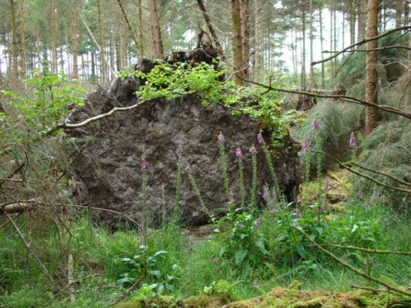 Zdjęcie z Irlandii - las niedaleko Woodford
