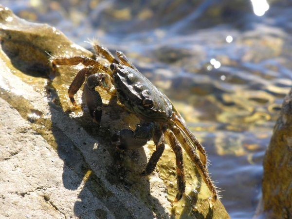 Zdjęcie z Chorwacji - krab