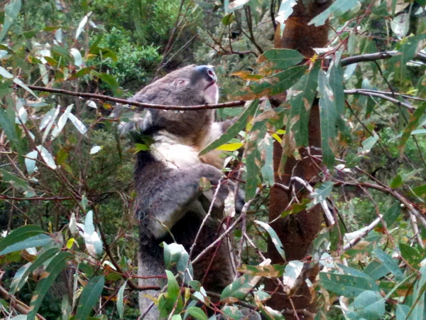 Zdjęcie z Australii - Koala wspinajacy sie