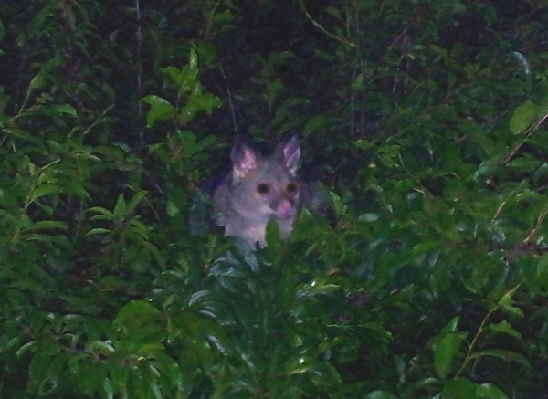 Zdjęcie z Australii - Possum na drzewie