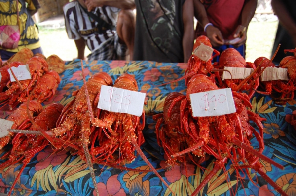 Zdjęcie z Vanuatu - 