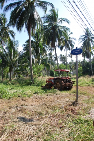 Zdjęcie z Tajlandii - zbiorka kokosów