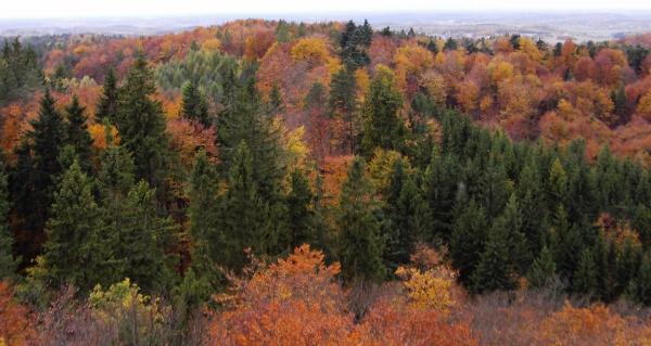 Zdjęcie z Polski - Panorama z Wieżycy