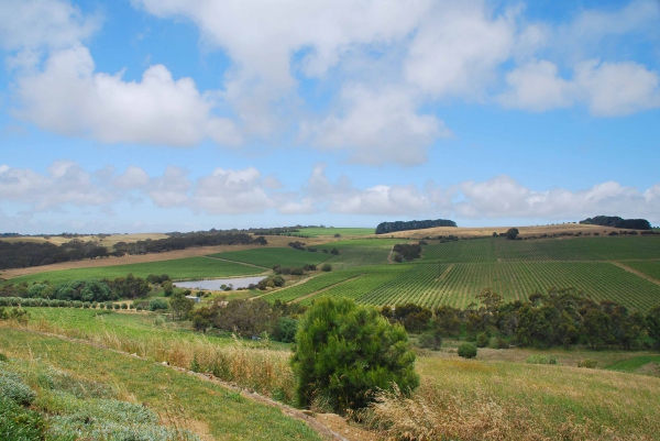 Zdjęcie z Australii - Winnice w okolicach