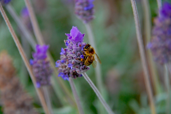 Zdjęcie z Australii - Pszczolka na lawendzie