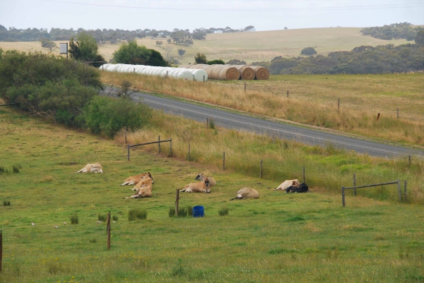 Zdjęcie z Australii - Wiejskie widoczki