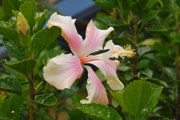 Zdjęcie z Australii - Hibiskus