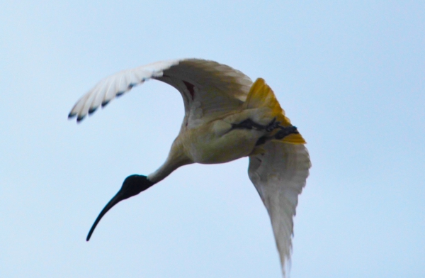 Zdjęcie z Australii - Australijski ibis bialy