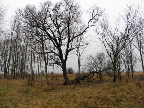 Zdjęcie z Estonii - Widoczek