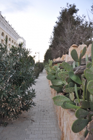 Zdjęcie z Tunezji - Nowy Hammamet