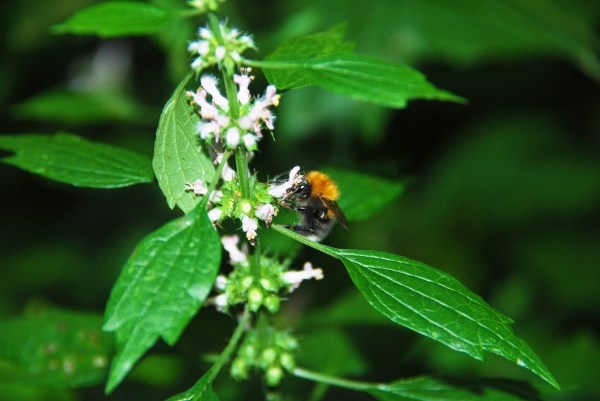 Zdjęcie z Polski - Fauna i flora
