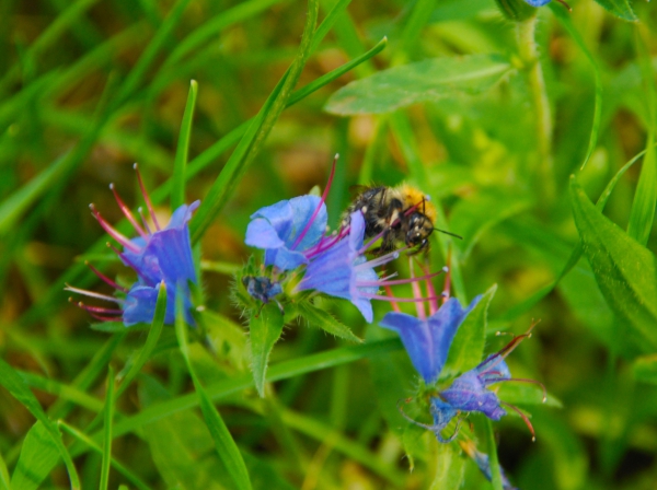 Zdjęcie z Polski - Fauna i flora