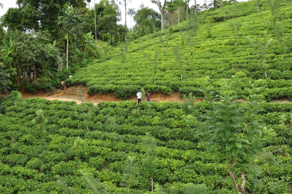 Zdjęcie ze Sri Lanki - 
