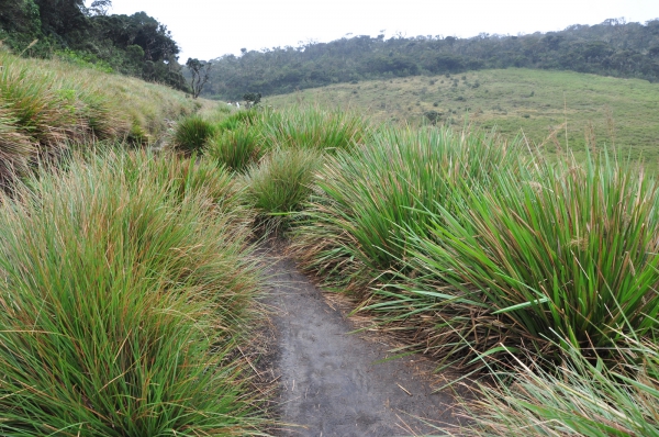 Zdjęcie ze Sri Lanki - Horton Plains