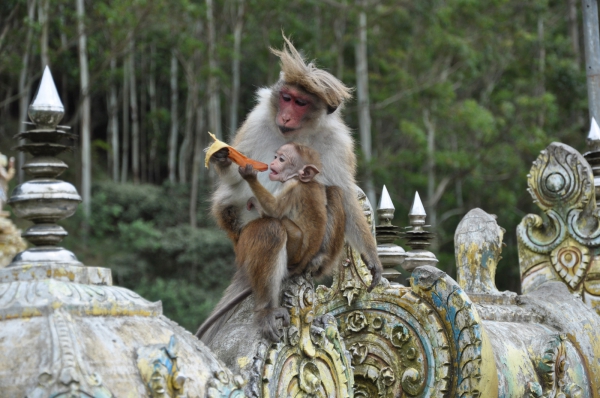 Zdjęcie ze Sri Lanki - 