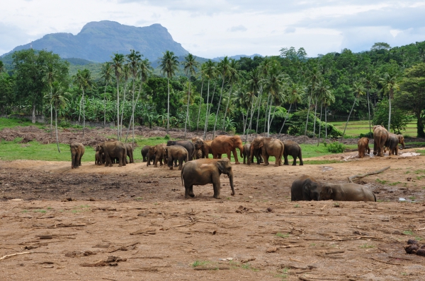 Zdjęcie ze Sri Lanki - Pinnawella