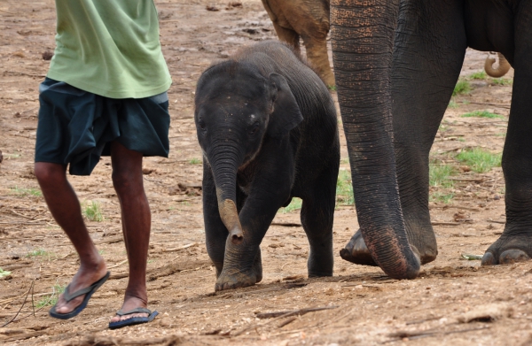 Zdjęcie ze Sri Lanki - Pinnawella
