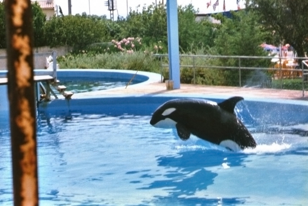 Zdjęcie z Francji - Aquapark w Antibes