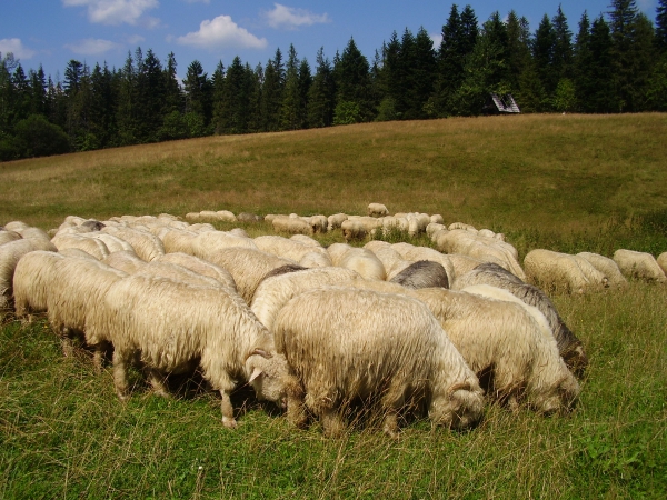 Zdjęcie z Polski - (ł)owce