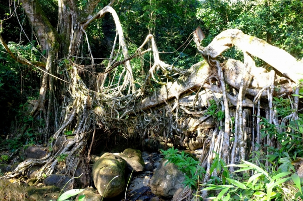 Zdjęcie z Indii - żywe mosty - Cherrapunji