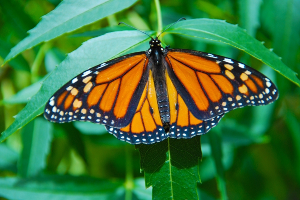 Zdjęcie z Australii - Motyl monarcha