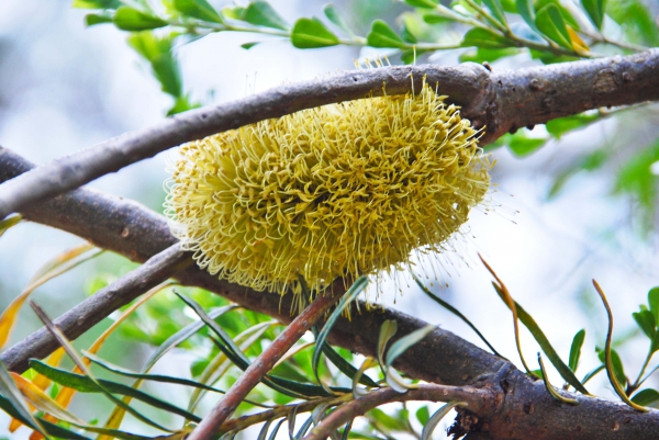 Zdjęcie z Australii - Australijska flora