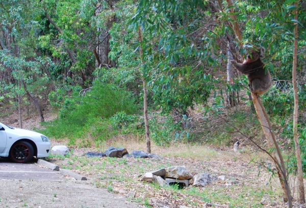 Zdjęcie z Australii - Ten koala wybral sobie 