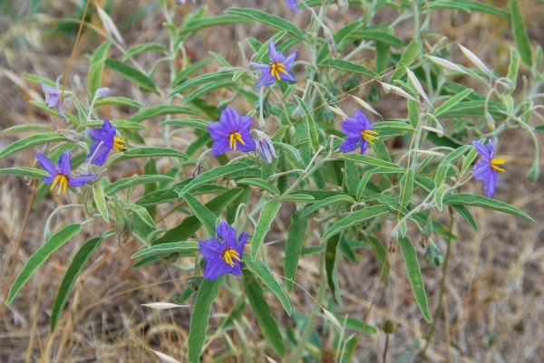 Zdjęcie z Australii - Australijska flora