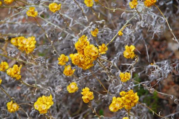 Zdjęcie z Australii - Australijska flora