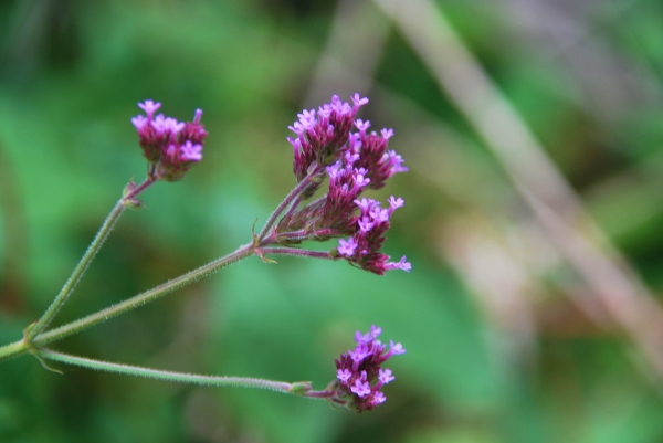 Zdjęcie z Australii - Australijska flora