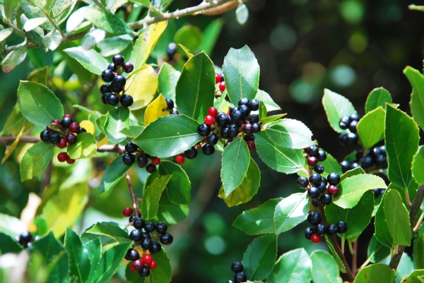 Zdjęcie z Australii - Australijska flora