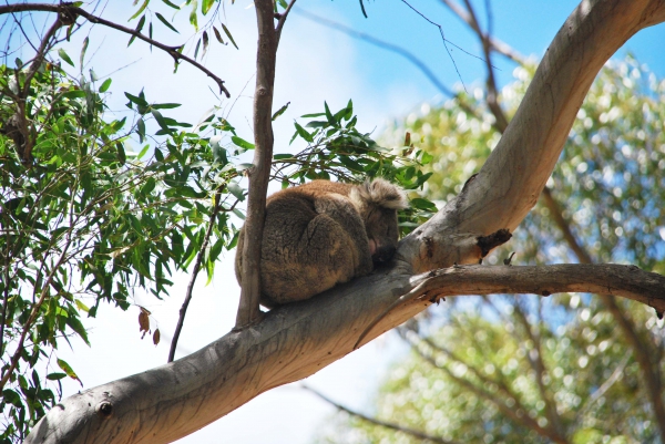 Zdjęcie z Australii - I kolejny koala