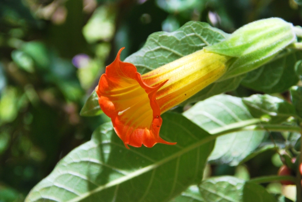 Zdjęcie z Australii - Flora