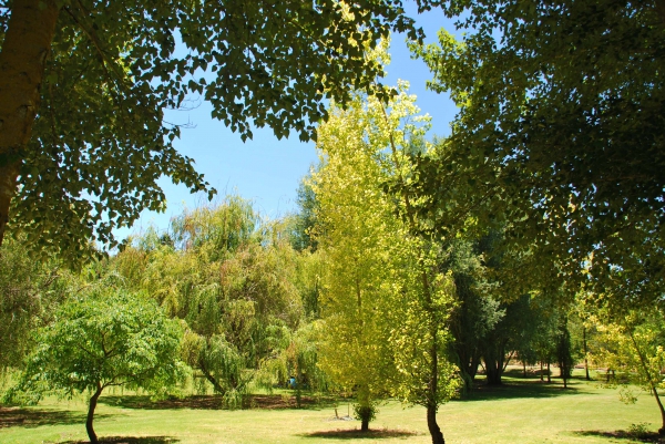 Zdjęcie z Australii - Mt Lofty Gardens