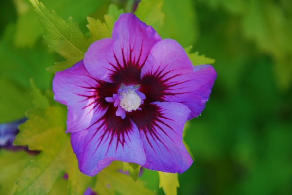 Zdjęcie z Australii - Flora