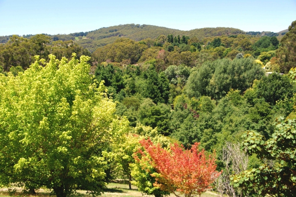 Zdjęcie z Australii - Mt Lofty Gardens