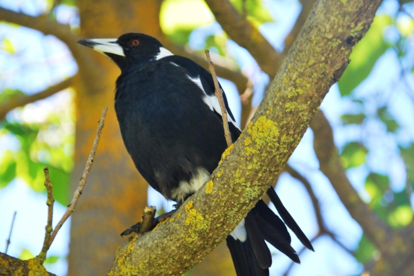 Zdjęcie z Australii - Magpie czyli