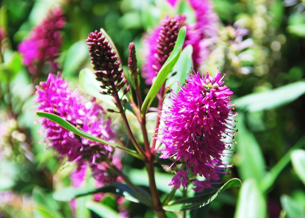 Zdjęcie z Australii - Flora
