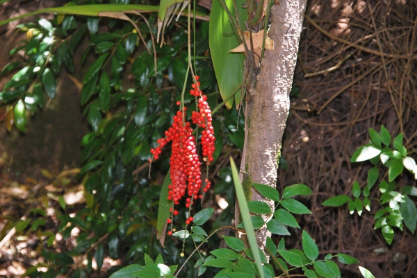 Zdjęcie z Australii - Australijska flora