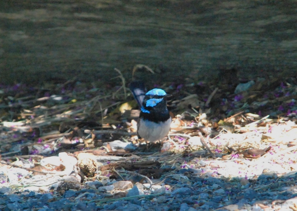 Zdjęcie z Australii - Blue wren - samczyk