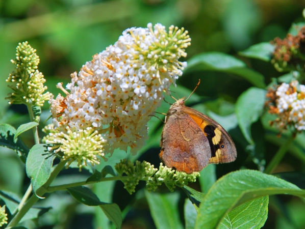 Zdjęcie z Australii - Fauna i flora