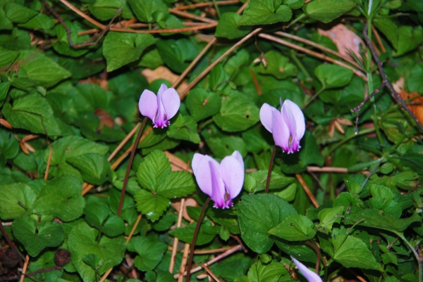 Zdjęcie z Australii - Flora